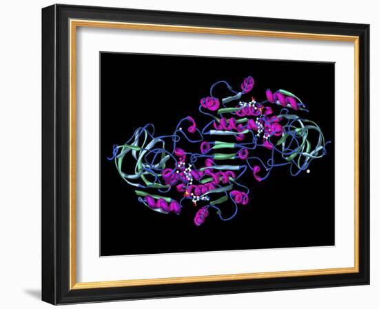 Alcohol Dehydrogenase, Molecular Model-Dr. Mark J.-Framed Photographic Print