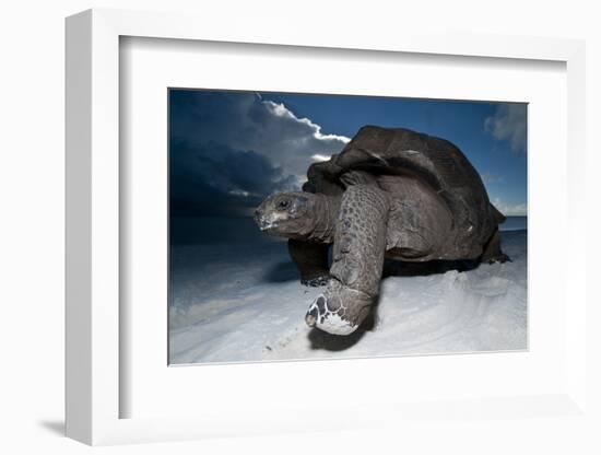 Aldabra Giant Tortoise (Geochelone Gigantea) On Beach At Dusk, Aldabra Atoll, Seychelles-Cheryl-Samantha Owen-Framed Photographic Print