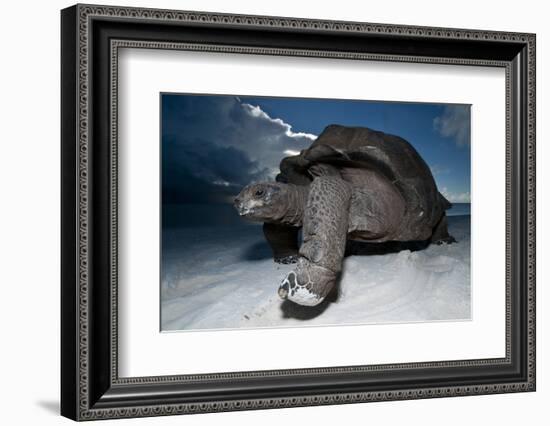 Aldabra Giant Tortoise (Geochelone Gigantea) On Beach At Dusk, Aldabra Atoll, Seychelles-Cheryl-Samantha Owen-Framed Photographic Print