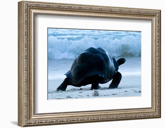 Aldabra Giant Tortoise (Geochelone Gigantea) Walking Along The Sea Shore, Aldabra Atoll, Seychelles-Cheryl-Samantha Owen-Framed Photographic Print