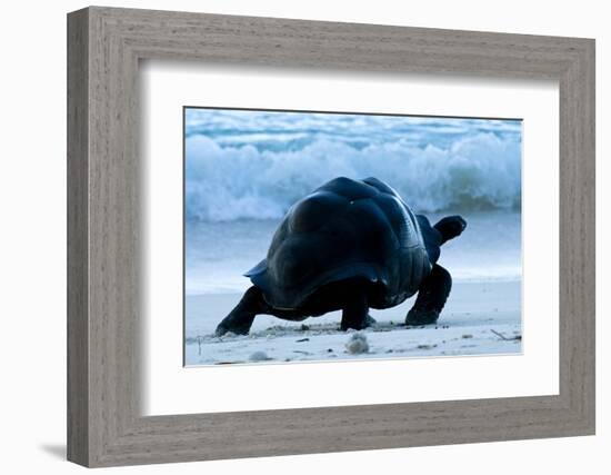 Aldabra Giant Tortoise (Geochelone Gigantea) Walking Along The Sea Shore, Aldabra Atoll, Seychelles-Cheryl-Samantha Owen-Framed Photographic Print