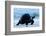 Aldabra Giant Tortoise (Geochelone Gigantea) Walking Along The Sea Shore, Aldabra Atoll, Seychelles-Cheryl-Samantha Owen-Framed Photographic Print