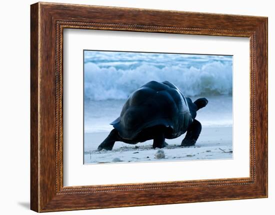 Aldabra Giant Tortoise (Geochelone Gigantea) Walking Along The Sea Shore, Aldabra Atoll, Seychelles-Cheryl-Samantha Owen-Framed Photographic Print