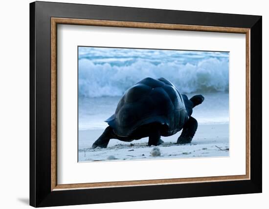 Aldabra Giant Tortoise (Geochelone Gigantea) Walking Along The Sea Shore, Aldabra Atoll, Seychelles-Cheryl-Samantha Owen-Framed Photographic Print