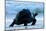 Aldabra Giant Tortoise (Geochelone Gigantea) Walking Along The Sea Shore, Aldabra Atoll, Seychelles-Cheryl-Samantha Owen-Mounted Photographic Print