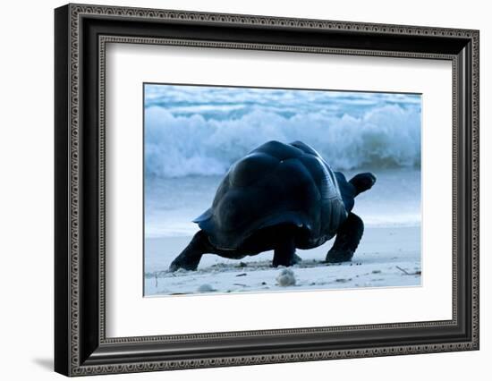 Aldabra Giant Tortoise (Geochelone Gigantea) Walking Along The Sea Shore, Aldabra Atoll, Seychelles-Cheryl-Samantha Owen-Framed Photographic Print