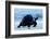 Aldabra Giant Tortoise (Geochelone Gigantea) Walking Along The Sea Shore, Aldabra Atoll, Seychelles-Cheryl-Samantha Owen-Framed Photographic Print