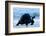 Aldabra Giant Tortoise (Geochelone Gigantea) Walking Along The Sea Shore, Aldabra Atoll, Seychelles-Cheryl-Samantha Owen-Framed Photographic Print