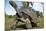 Aldabra Giant Tortoise-null-Mounted Photographic Print