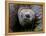 Aldabra Tortoise, Native to Aldabra Island, Near Seychelles-Adam Jones-Framed Premier Image Canvas