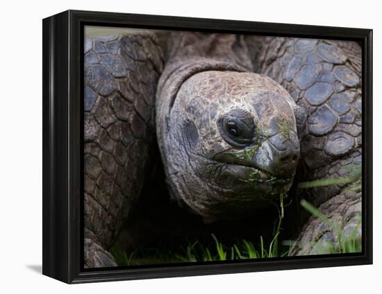 Aldabra Tortoise, Native to Aldabra Island, Near Seychelles-Adam Jones-Framed Premier Image Canvas