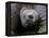 Aldabra Tortoise, Native to Aldabra Island, Near Seychelles-Adam Jones-Framed Premier Image Canvas