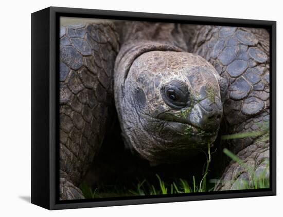 Aldabra Tortoise, Native to Aldabra Island, Near Seychelles-Adam Jones-Framed Premier Image Canvas