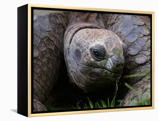 Aldabra Tortoise, Native to Aldabra Island, Near Seychelles-Adam Jones-Framed Premier Image Canvas