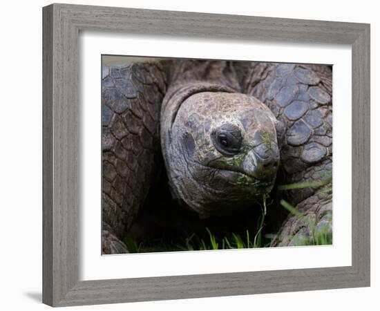 Aldabra Tortoise, Native to Aldabra Island, Near Seychelles-Adam Jones-Framed Photographic Print