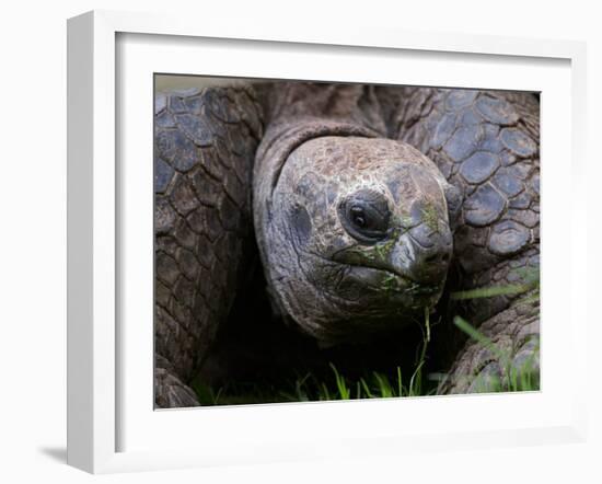 Aldabra Tortoise, Native to Aldabra Island, Near Seychelles-Adam Jones-Framed Photographic Print