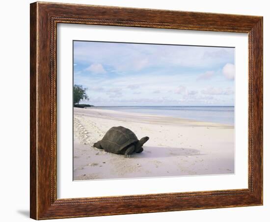 Aldabra Tortoise on Beach, Picard Island, Aldabra, Seychelles-Pete Oxford-Framed Photographic Print