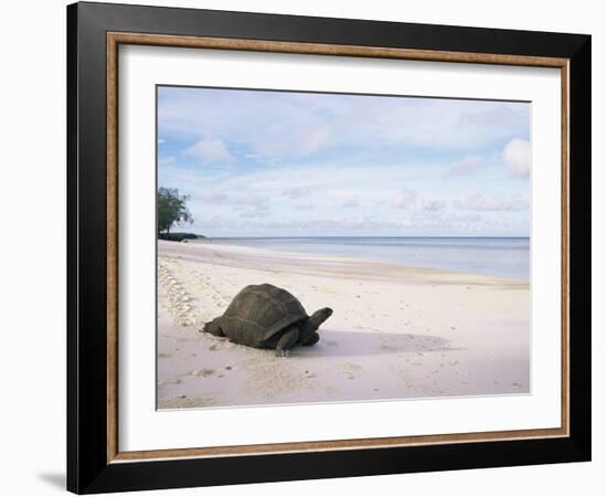 Aldabra Tortoise on Beach, Picard Island, Aldabra, Seychelles-Pete Oxford-Framed Photographic Print