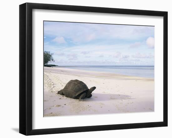 Aldabra Tortoise on Beach, Picard Island, Aldabra, Seychelles-Pete Oxford-Framed Photographic Print