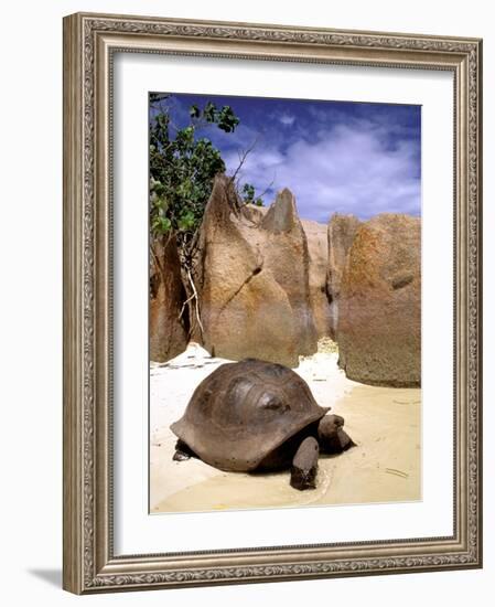 Aldabran Giant Tortoise, Curieuse Island, Seychelles, Africa-Pete Oxford-Framed Photographic Print