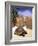 Aldabran Giant Tortoise, Curieuse Island, Seychelles, Africa-Pete Oxford-Framed Photographic Print