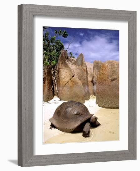 Aldabran Giant Tortoise, Curieuse Island, Seychelles, Africa-Pete Oxford-Framed Photographic Print