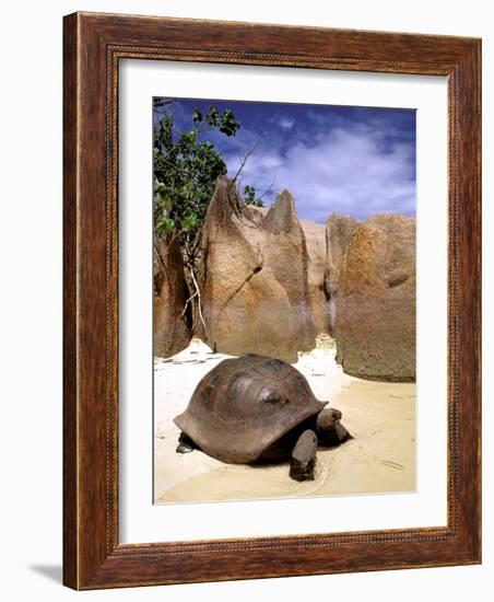 Aldabran Giant Tortoise, Curieuse Island, Seychelles, Africa-Pete Oxford-Framed Photographic Print