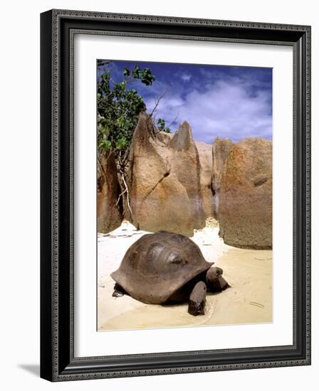 Aldabran Giant Tortoise, Curieuse Island, Seychelles, Africa-Pete Oxford-Framed Photographic Print