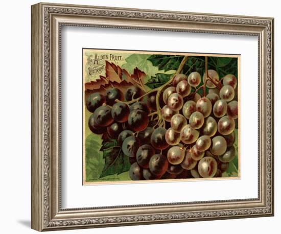 Alden Fruit Vinegar, Grapes Postcard Advertisement-null-Framed Giclee Print