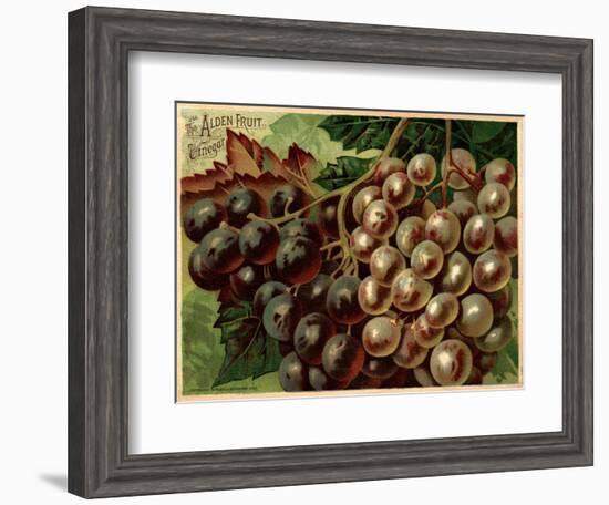 Alden Fruit Vinegar, Grapes Postcard Advertisement-null-Framed Giclee Print