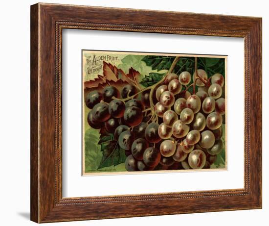 Alden Fruit Vinegar, Grapes Postcard Advertisement-null-Framed Giclee Print