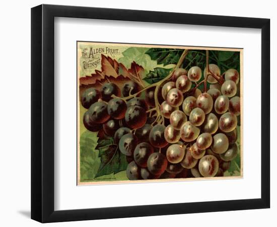 Alden Fruit Vinegar, Grapes Postcard Advertisement-null-Framed Giclee Print