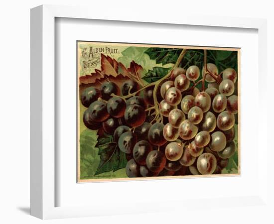 Alden Fruit Vinegar, Grapes Postcard Advertisement-null-Framed Giclee Print