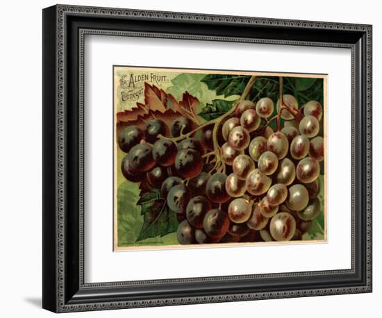 Alden Fruit Vinegar, Grapes Postcard Advertisement-null-Framed Giclee Print