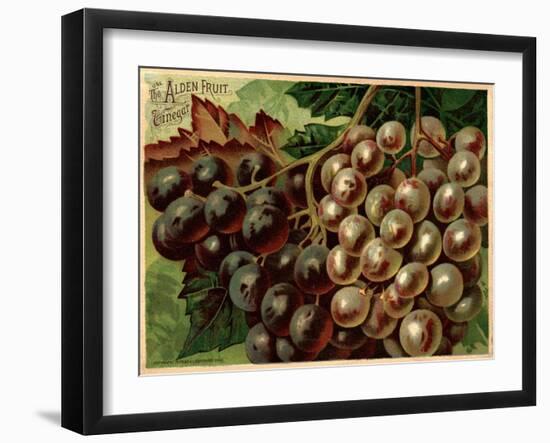 Alden Fruit Vinegar, Grapes Postcard Advertisement-null-Framed Giclee Print