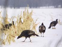 A Flock of Wild Turkey Pick Over a Corn Field in Williston, Vermont, Wednesday, March 5, 2003-Alden Pellett-Premier Image Canvas