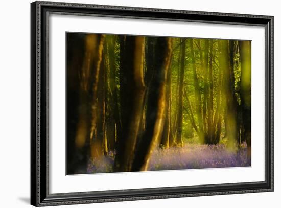 Alder (Alnus Glutinosa) Wood With Bluebells (Hyacinthoides Non-Scripta) Multiple Exposure. Argyll-Fergus Gill-Framed Photographic Print