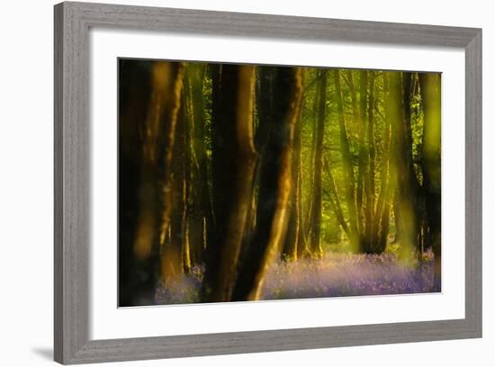 Alder (Alnus Glutinosa) Wood With Bluebells (Hyacinthoides Non-Scripta) Multiple Exposure. Argyll-Fergus Gill-Framed Photographic Print