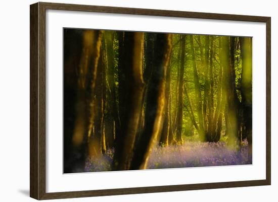 Alder (Alnus Glutinosa) Wood With Bluebells (Hyacinthoides Non-Scripta) Multiple Exposure. Argyll-Fergus Gill-Framed Photographic Print