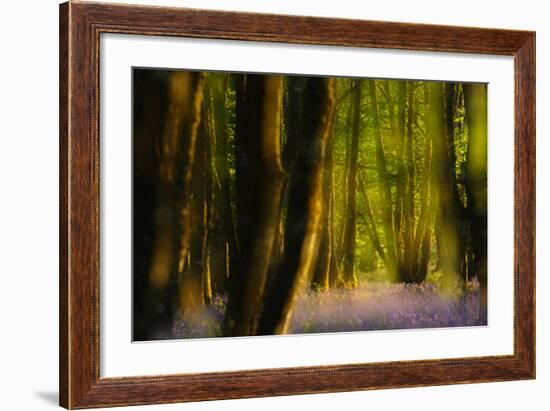 Alder (Alnus Glutinosa) Wood With Bluebells (Hyacinthoides Non-Scripta) Multiple Exposure. Argyll-Fergus Gill-Framed Photographic Print