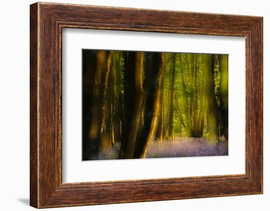 Alder (Alnus Glutinosa) Wood With Bluebells (Hyacinthoides Non-Scripta) Multiple Exposure. Argyll-Fergus Gill-Framed Photographic Print