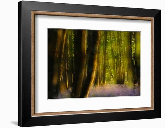 Alder (Alnus Glutinosa) Wood With Bluebells (Hyacinthoides Non-Scripta) Multiple Exposure. Argyll-Fergus Gill-Framed Photographic Print