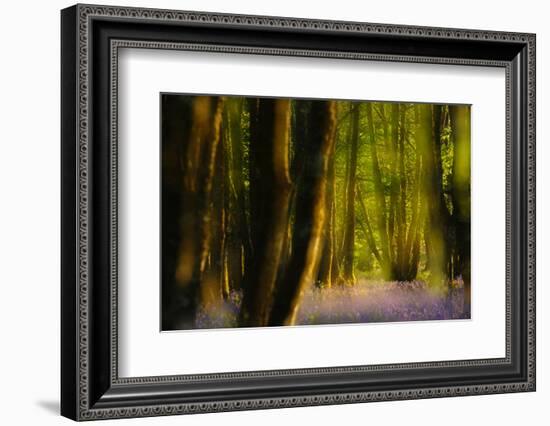 Alder (Alnus Glutinosa) Wood With Bluebells (Hyacinthoides Non-Scripta) Multiple Exposure. Argyll-Fergus Gill-Framed Photographic Print