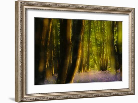 Alder (Alnus Glutinosa) Wood With Bluebells (Hyacinthoides Non-Scripta) Multiple Exposure. Argyll-Fergus Gill-Framed Photographic Print