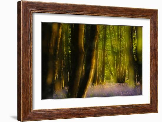 Alder (Alnus Glutinosa) Wood With Bluebells (Hyacinthoides Non-Scripta) Multiple Exposure. Argyll-Fergus Gill-Framed Photographic Print