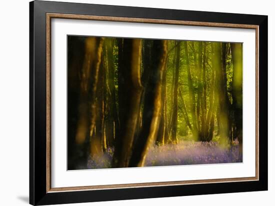 Alder (Alnus Glutinosa) Wood With Bluebells (Hyacinthoides Non-Scripta) Multiple Exposure. Argyll-Fergus Gill-Framed Photographic Print