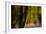 Alder (Alnus Glutinosa) Wood With Bluebells (Hyacinthoides Non-Scripta) Multiple Exposure. Argyll-Fergus Gill-Framed Photographic Print