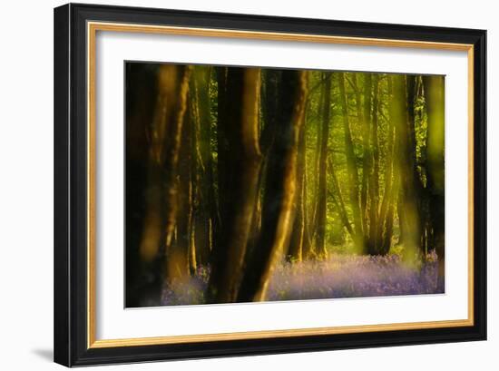 Alder (Alnus Glutinosa) Wood With Bluebells (Hyacinthoides Non-Scripta) Multiple Exposure. Argyll-Fergus Gill-Framed Photographic Print