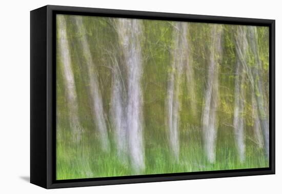 Alder Forest I-Kathy Mahan-Framed Premier Image Canvas