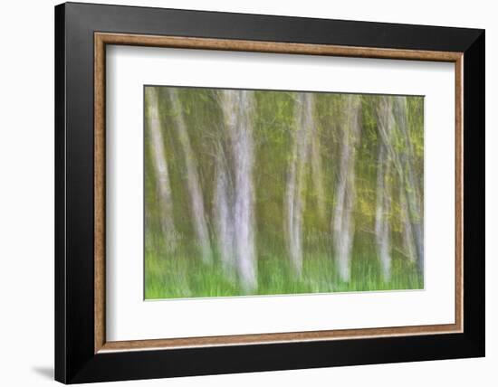 Alder Forest I-Kathy Mahan-Framed Photographic Print